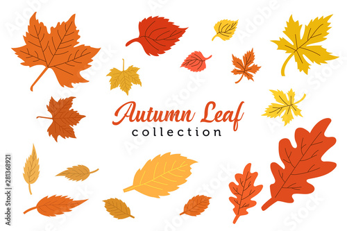 Design Autumn Leaves collection design