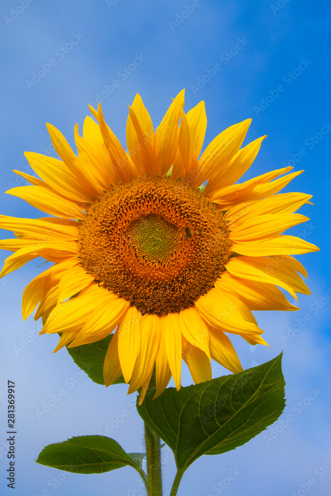 one beautiful small sunflower in the blue sky vertically one beautiful small sunflower in the blue sky vertically