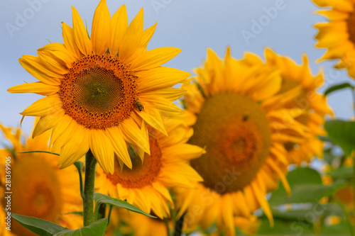 many field beautiful blooming sunflowers close