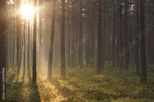 Landscape of the morning forest flooded with sunlight passing through tall pines