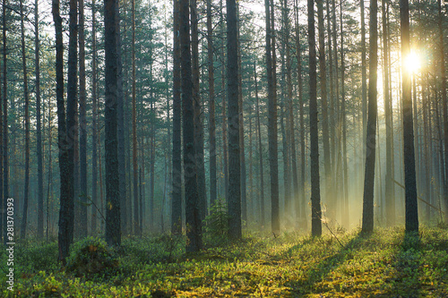 Rays of the morning sun pass through a pine forest in the early morning in the summer
