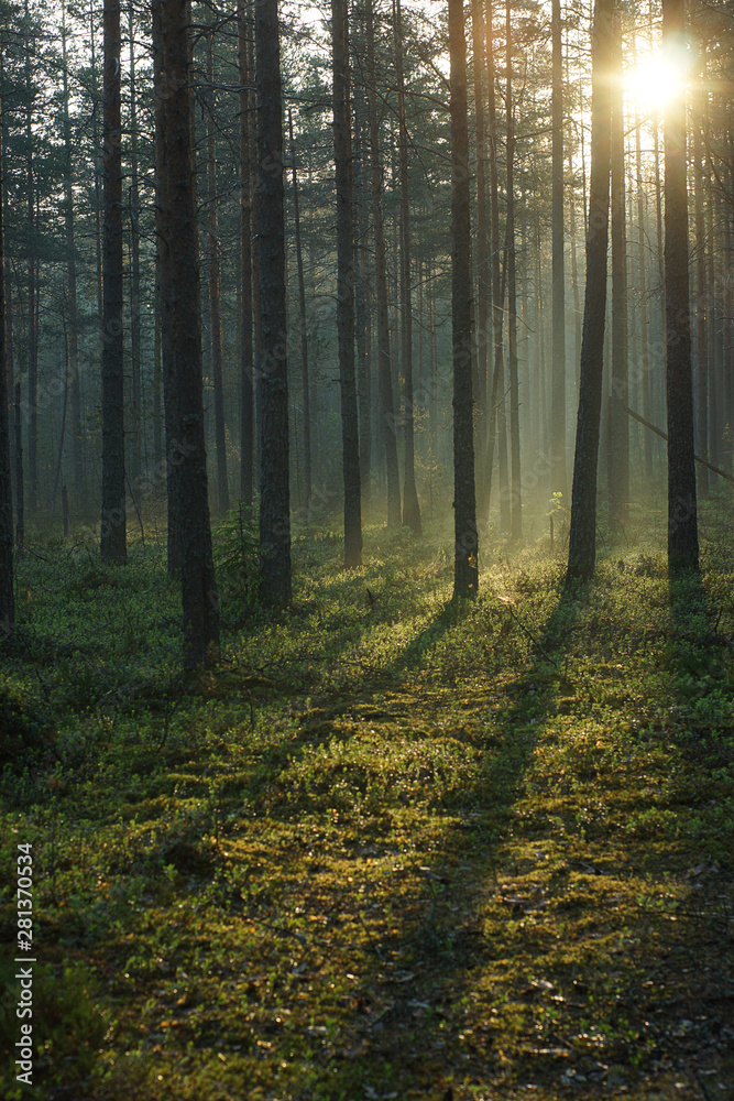 Morning in the forest in Karelia - the region of Russia, pine forest at dawn