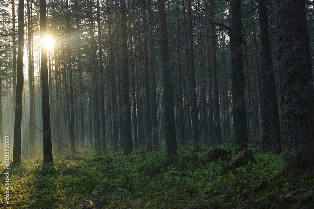 Dark pine forest illuminated by bright sunshine rays