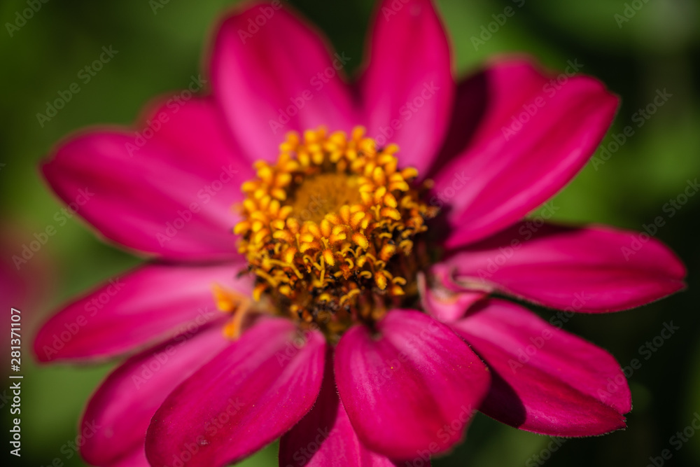 Zinnia Profusion Hybride Zinnia Profusion Hybride