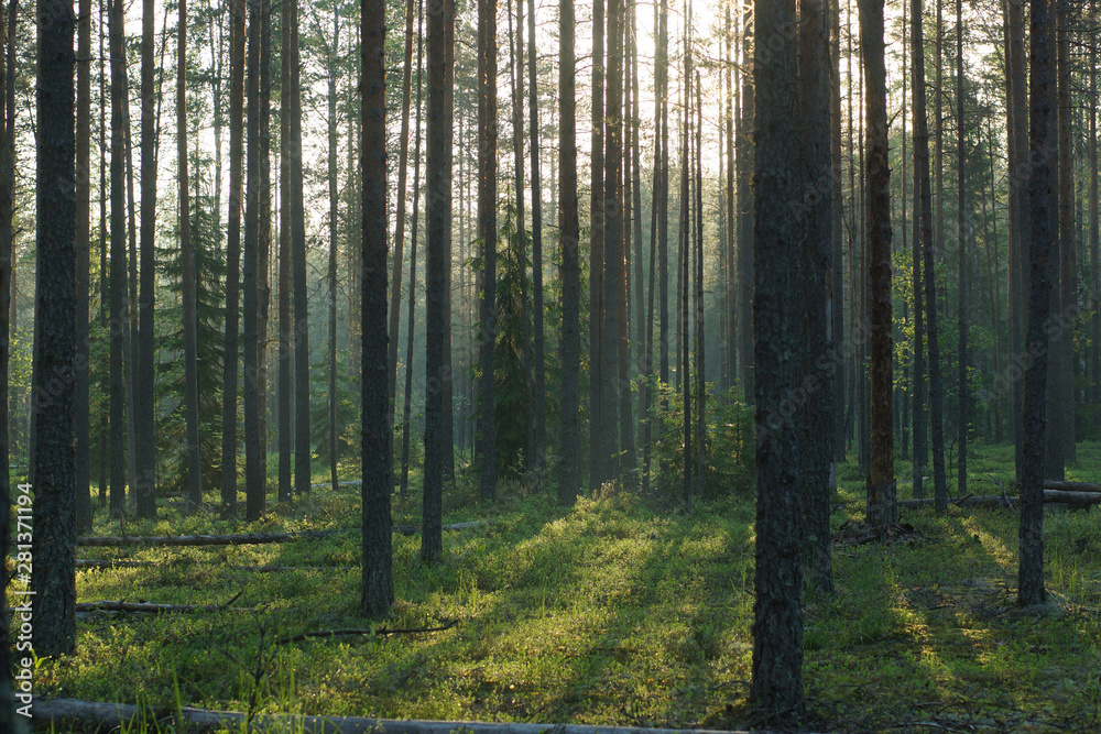 Smooth shadows from straight pine trunks in the morning forest