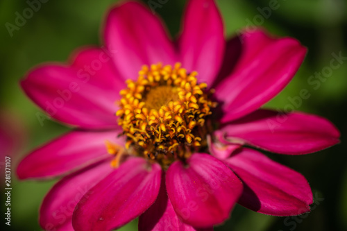 Zinnia Profusion Hybride