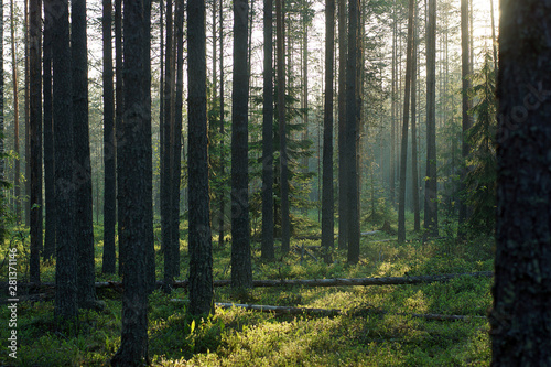 Smooth shadows from straight pine trunks in the morning forest in summer