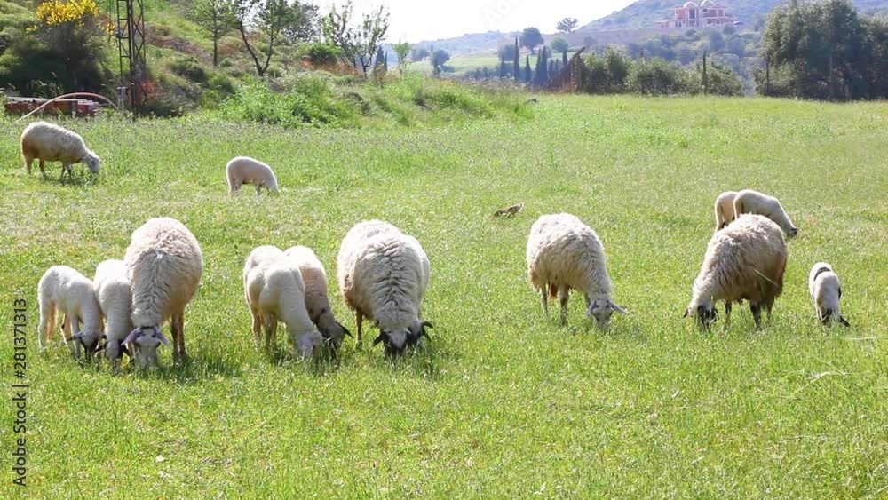Sheep Feeding On Grass features a group of sheep on a field during a bright, clear day. The sheep eat green grass to their heart's content. Use this to establish a farm setting for movies and TV. Sheep Feeding On Grass features a group of sheep on a field during a bright, clear day. The sheep eat green grass to their heart's content. Use this to establish a farm setting for movies and TV.