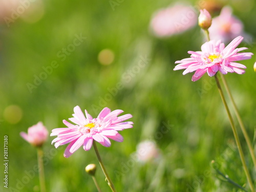 Pink Flower The petals are colored to see the yellow pollen name Gerbera jamesonii ,Compositae,Gerbera,Barberto Daisy, Transvaal Daisy on blurred of nature background photo