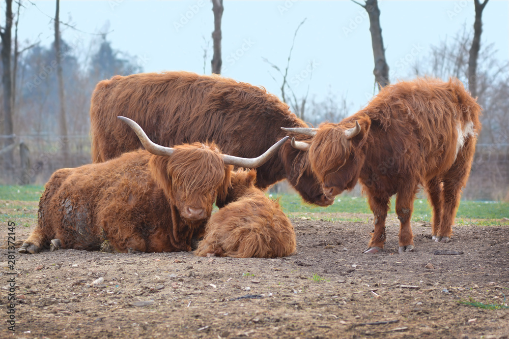 Scottish Highland Cattle family with calf and grown up male and female cows with scraggy brown fur Scottish Highland Cattle family with calf and grown up male and female cows with scraggy brown fur