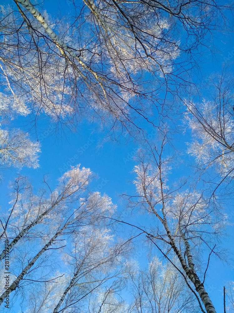 Vertical photo of top of winter trees from low perspective and blue sky in background. Concepts: frost, winter, cold. Copyspace for text Vertical photo of top of winter trees from low perspective and blue sky in background. Concepts: frost, winter, cold. Copyspace for text