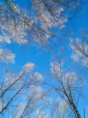 Vertical photo of top of winter trees from low perspective and blue sky in background. Concepts: frost, winter, cold. Copyspace for text