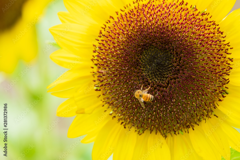 ひまわりの蜜を集めるミツバチ　蜜蜂　8月　真夏　奈良　馬見丘陵公園　イベント