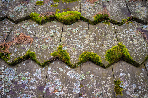  moss on the roof