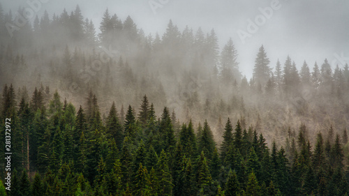 morning mist in the forest, dolomites