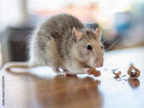 Greyish colored rat feeding on a peanut