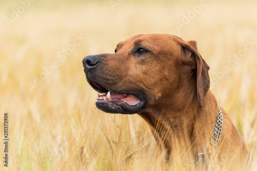 Portrait of cute Rhodesian Ridgeback puppy