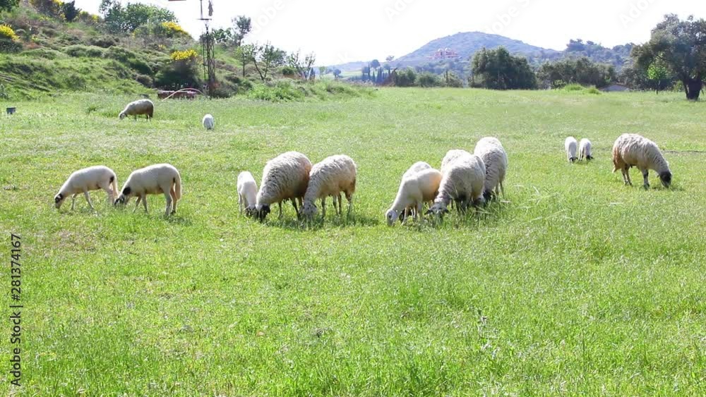 Sheep Feeding On Grass features a group of sheep on a field during a bright, clear day. The sheep eat green grass to their heart's content. Use this to establish a farm setting for movies and TV. Sheep Feeding On Grass features a group of sheep on a field during a bright, clear day. The sheep eat green grass to their heart's content. Use this to establish a farm setting for movies and TV.