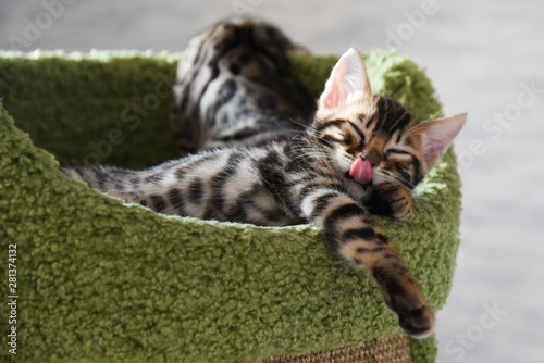 Relaxed Bengal kittens at home, indoors, beautiful © dewessa