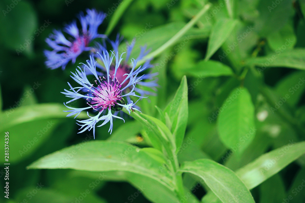blue Flowers in the garden wallpaper background macro blue Flowers in the garden wallpaper background macro