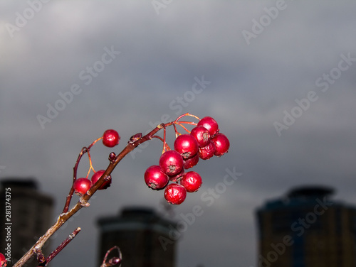 Ripe berries on the background of clouds