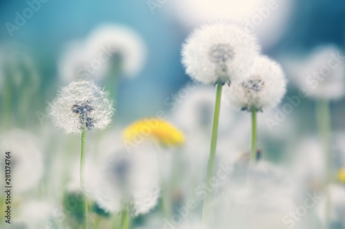 Field with dandelions and blue sky