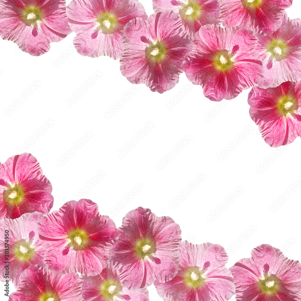 Beautiful floral background of pink mallow. Isolated