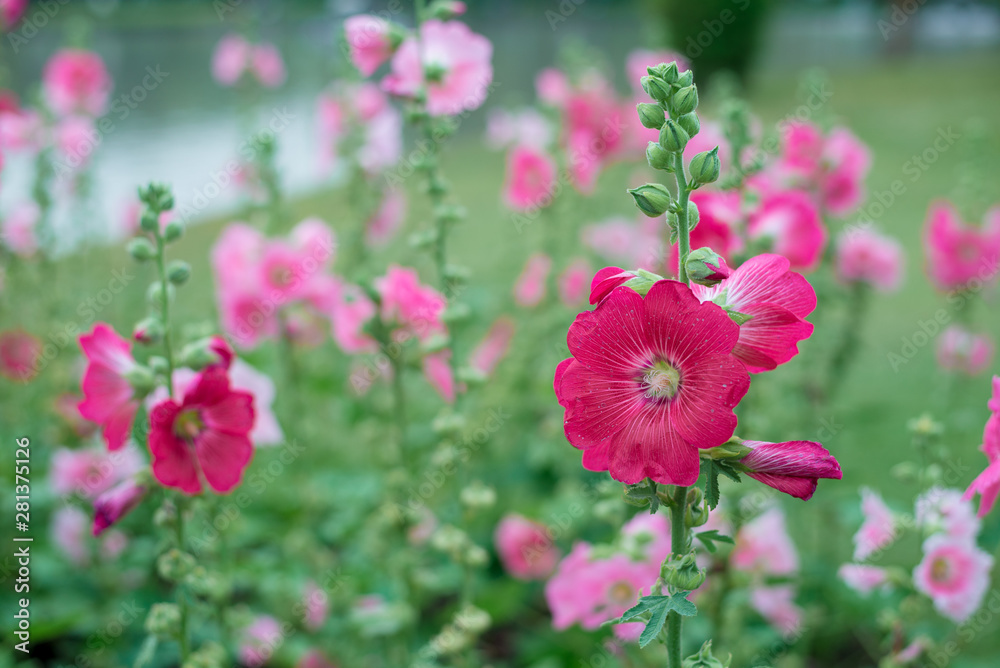 pink flowers in the garden pink flowers in the garden
