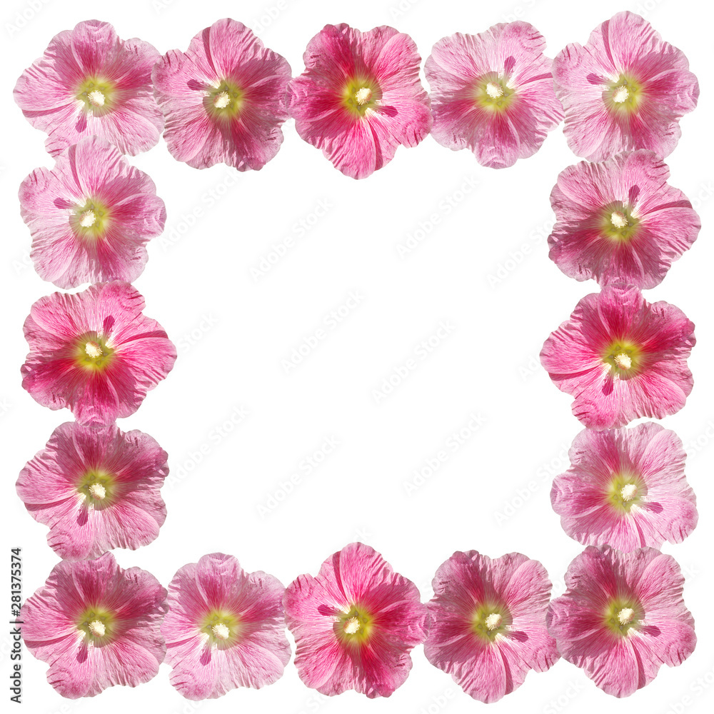 Beautiful floral pattern of pink mallow. Isolated