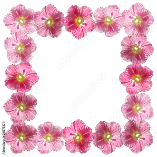 Beautiful floral pattern of pink mallow. Isolated