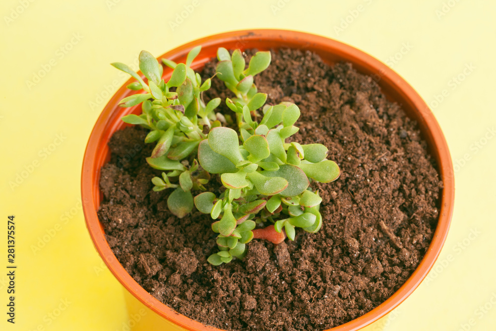 succulent plant on a yellow background. succulent plant on a yellow background.