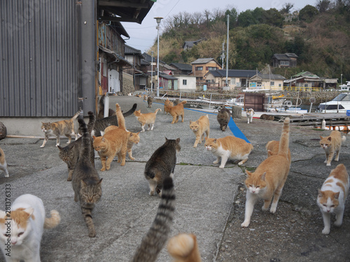 Cats on Aoshima Japanese cat island pier