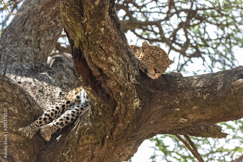 Big wild leopard sleeping on a tree in Africa