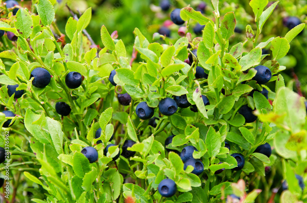 Blueberries in the Carpathian meadows. Blueberry bush in summer. Wild berry. Blueberries in the Carpathian meadows. Blueberry bush in summer. Wild berry.