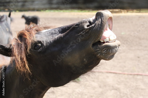 Horse showing teeth, smiling