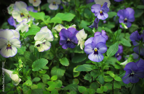 Colorful multicolored pansy viola flowers field blooming in garden green leaf background
