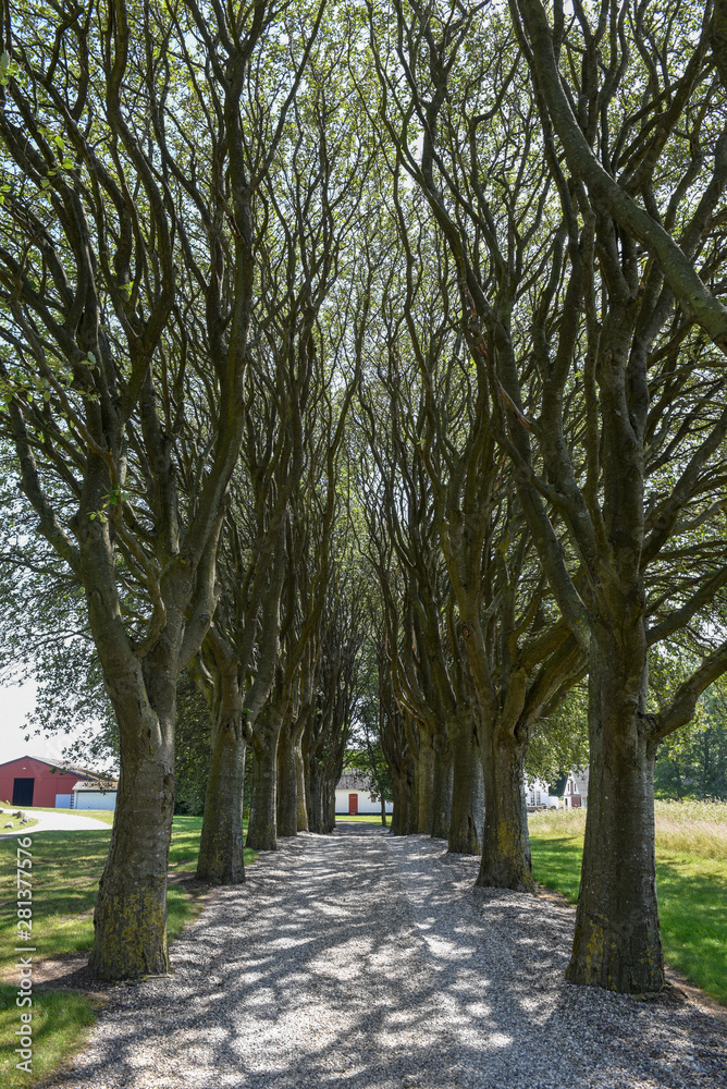 Tree-lined avenue at Udshold on Denmark