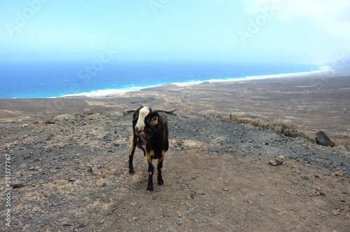 Mountain Wild Goat ona Volcanic Island with the Ocean Behind