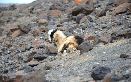 Wild Goat on the Volcanic Mountains of Fuerteventura, Canary Islands