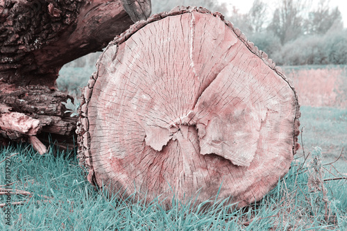 cut large tree