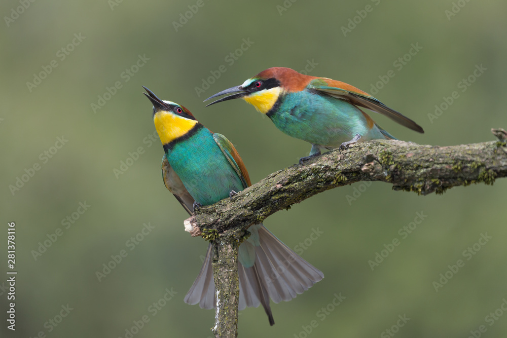 A couple of bee eaters (Merops apiaster)