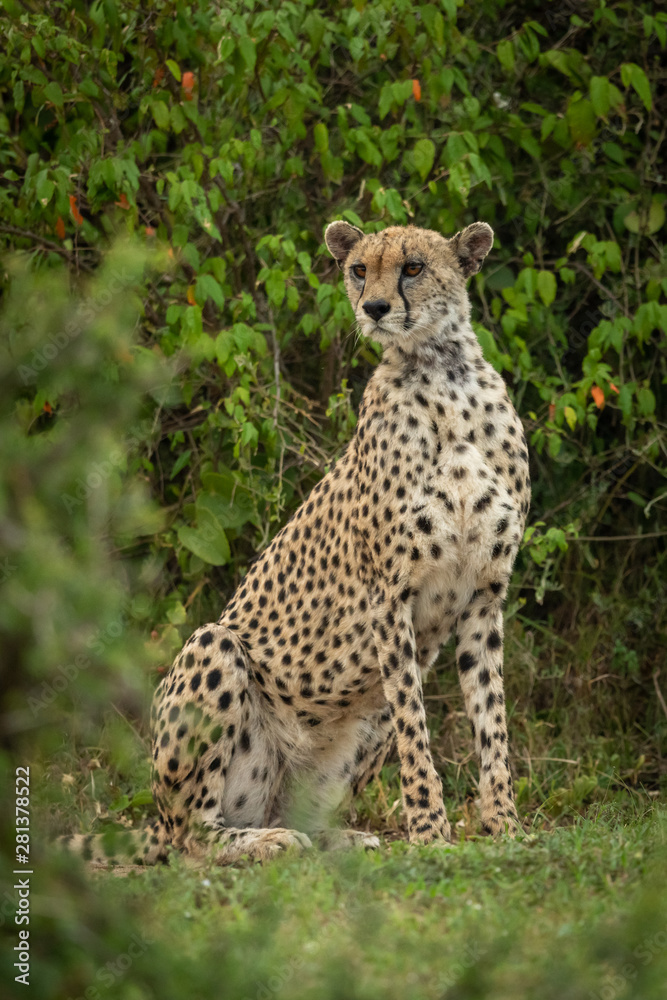 Cheetah sits framed by bushes looking around Cheetah sits framed by bushes looking around