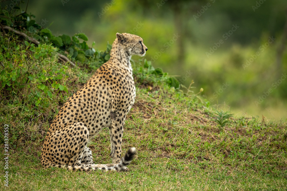 Cheetah sits by grassy bank in profile Cheetah sits by grassy bank in profile