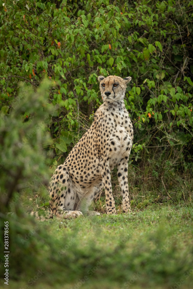 Cheetah sits framed by bushes looking left Cheetah sits framed by bushes looking left
