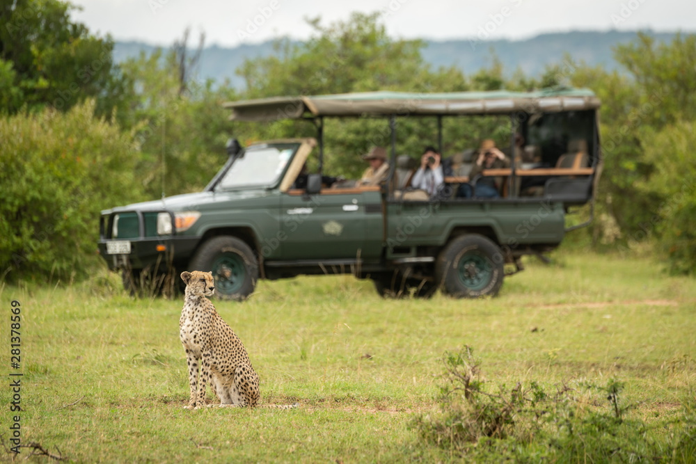 Fototapeta premium Cheetah sitting on grass with truck behind