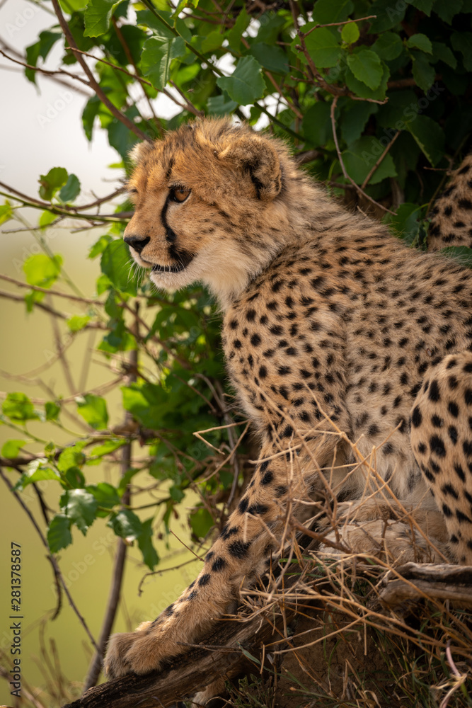 Fototapeta premium Close-up of cheetah beside bush facing left