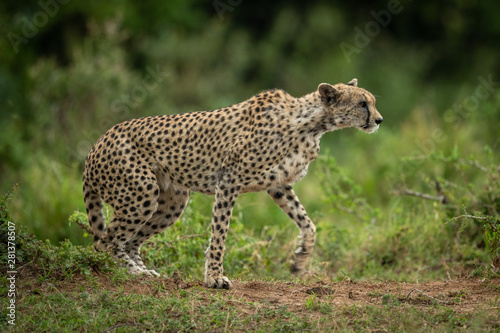 Cheetah gets up to cross grassy plain