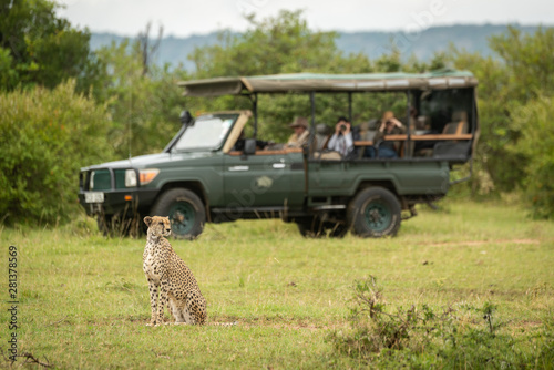 Cheetah sitting on grass with truck behind