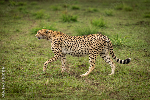 Cheetah lifts paw while walking over grass