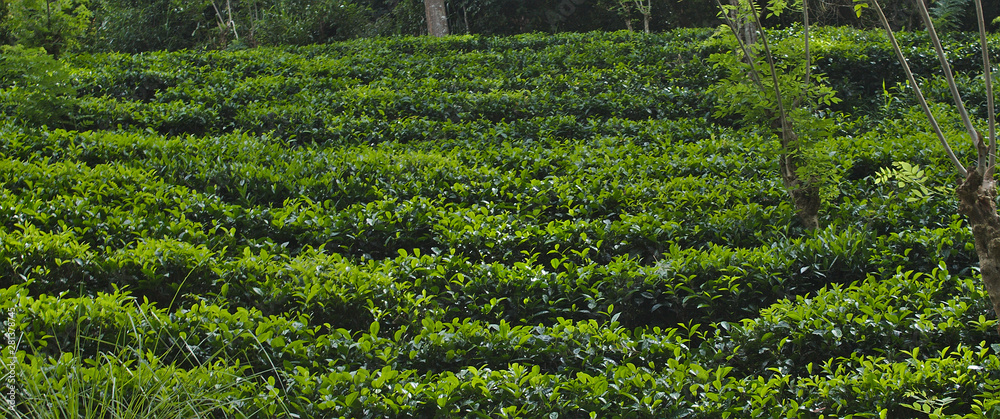 Beautiful Green Tea plantation landscape in Sri Lanka